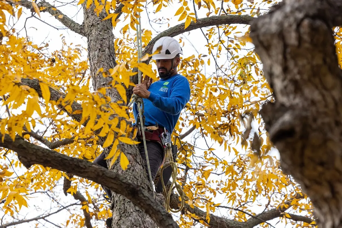 Skilled Tree Planing crew working in Cottonwood